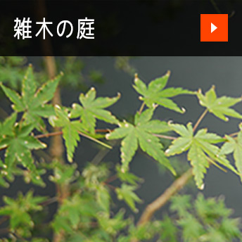 雑木の庭
